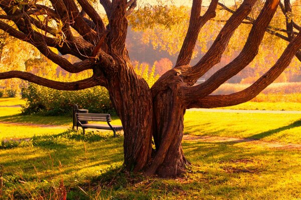 Autumn nature bench and branching tree