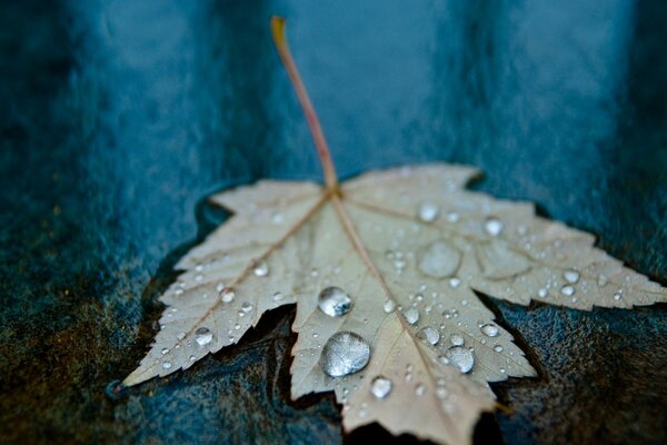 Foto de una hoja de esperanza con gotas de agua