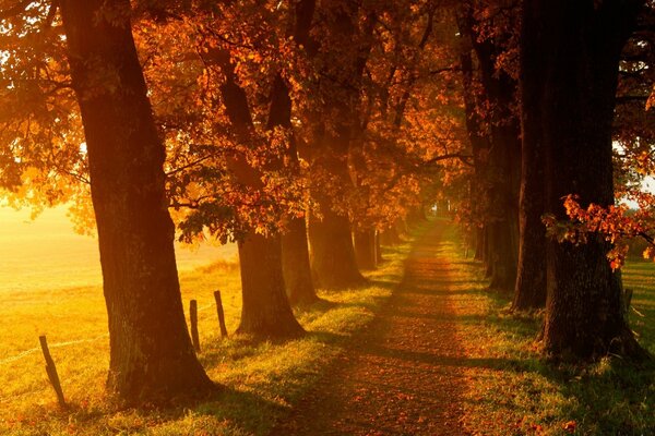 The trail in the autumn forest