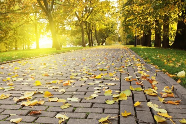 An alley with autumn foliage and a bright shining sun