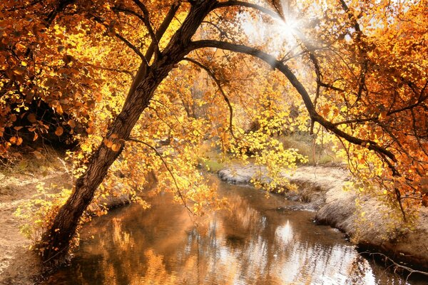 光线流过黄色的树叶，秋天来了