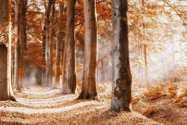 Beautiful autumn dawn in the forest