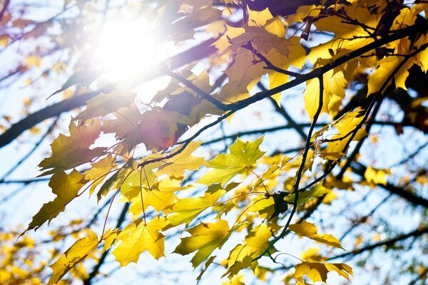 Un raggio di sole si fa strada attraverso il fogliame autunnale