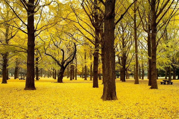 Park jesienią. Żółte liście zasypały całą ziemię