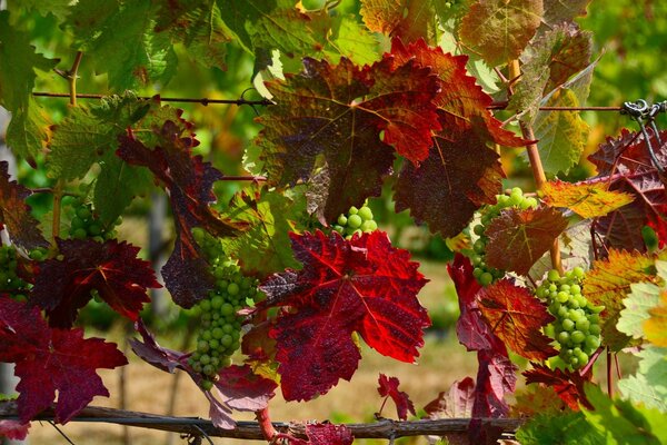 Natur Herbst Blatt Desktop