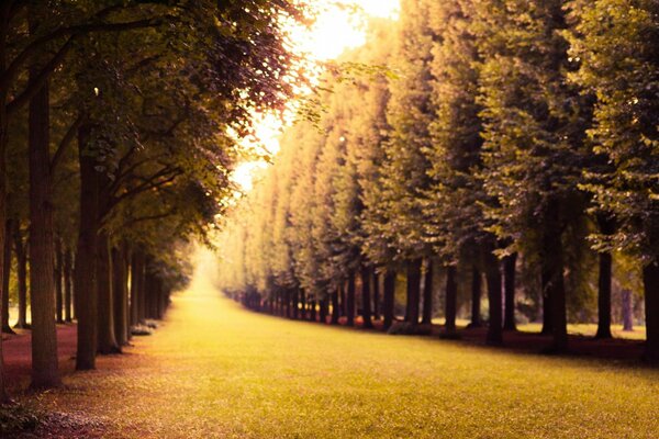 Paisaje de callejón de otoño con árboles