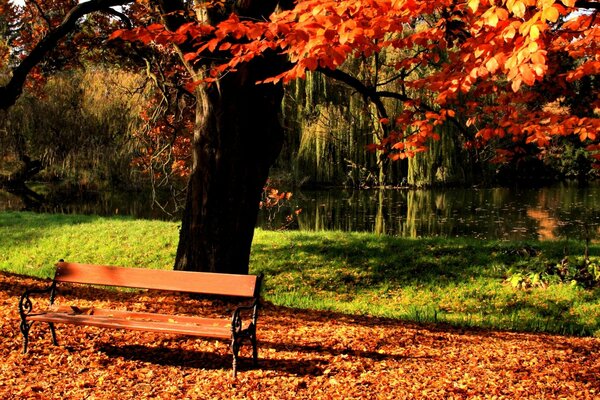 Panchina nel parco autunnale sotto l albero