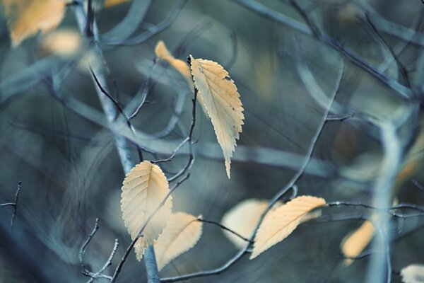 Natura. Foglia d acero all aperto