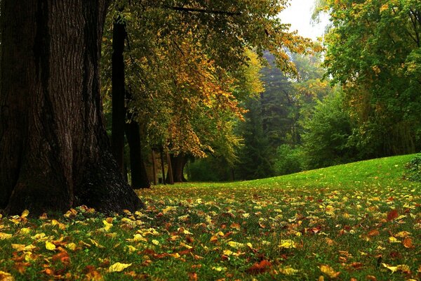 Park. Yellow and red leaves on green grass