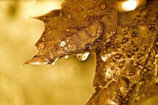 Ahorn Herbstblatt mit Wassertropfen