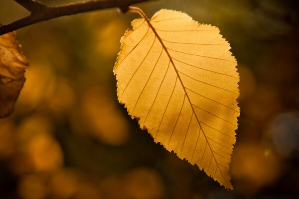 Autumn leaf hanging on a tree