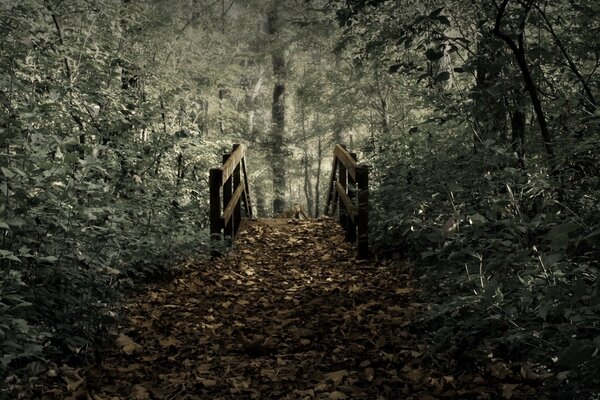 Un viejo puente de madera en un bosque cubierto