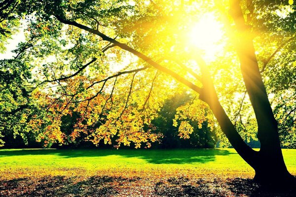 Painting of a tree during autumn against the background of the sun