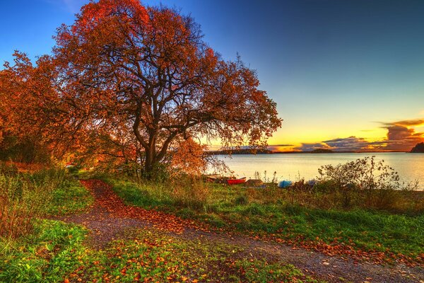 Paysage d arbre d automne au bord de la rivière