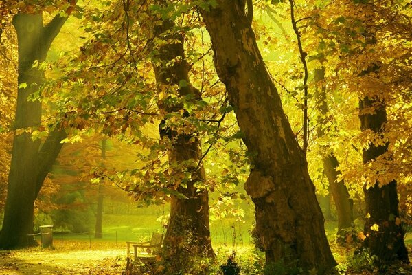 El bosque de otoño fascina con su magia