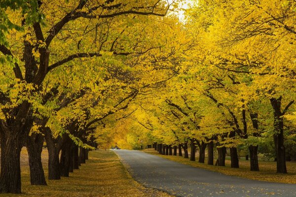 The road along which the autumn trees