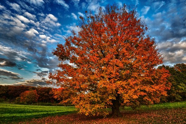 Autumn landscape with a tree and clouds