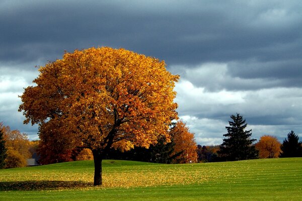 Landscape of an autumn tree on the background of clouds