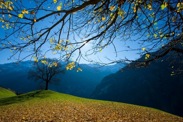 Paisagem pitoresca da árvore do outono