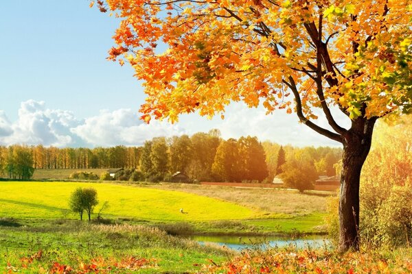 Beautiful view of colorful autumn trees