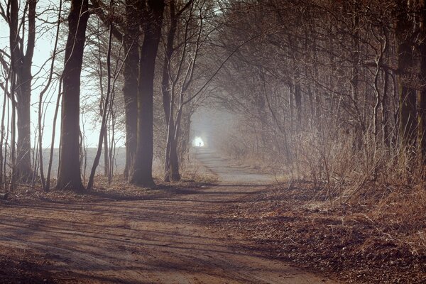 Autumn landscape of the forest in the fog