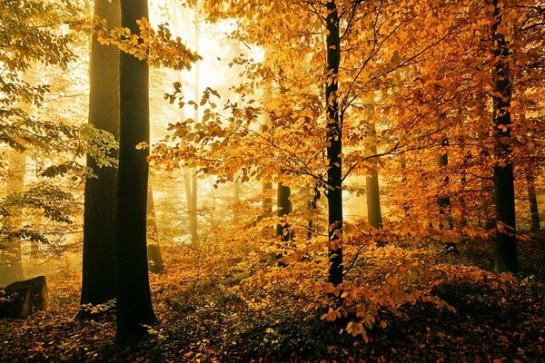 Forêt d automne. Couleurs vives des feuilles