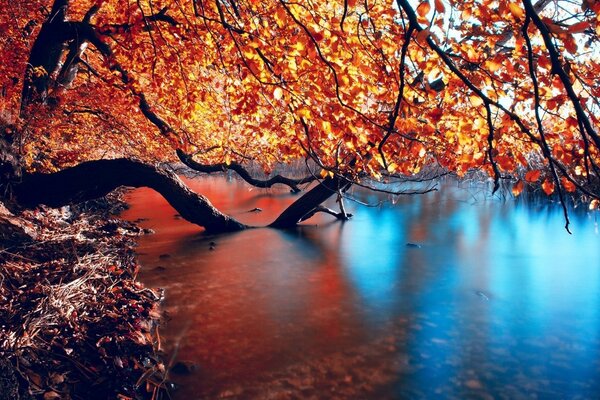 Árboles de otoño colgando sobre el río