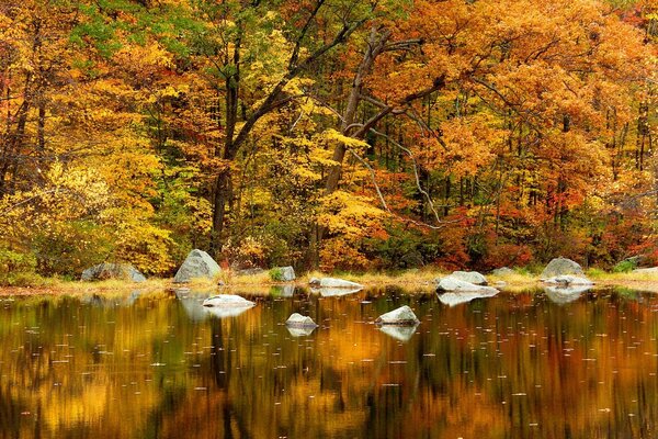 Reflection of a beautiful Forest in the river