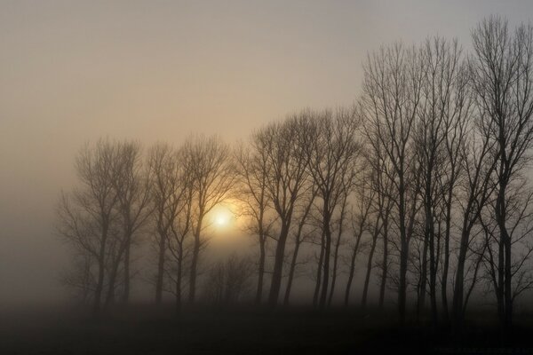 Autumn fog in the forest