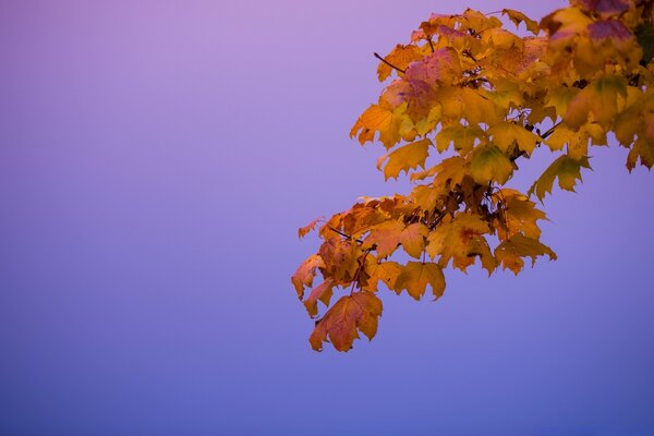 Nature lumineuse automne bureau