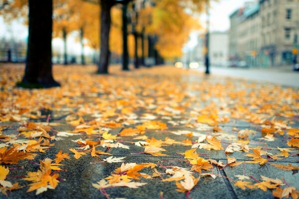 Yellow leaves on asphalt in the rain