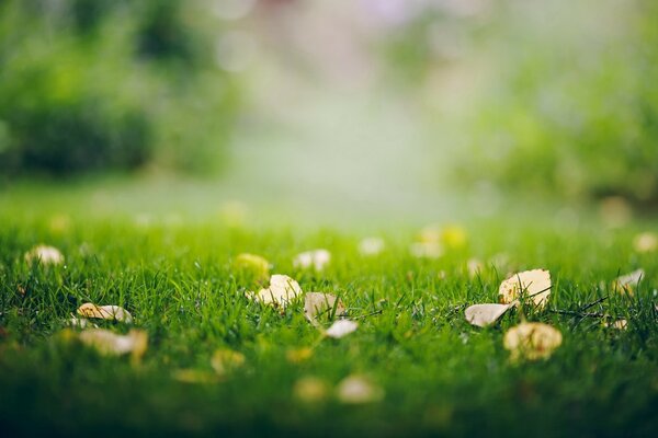 Rasen mit herabfallendem Herbstlaub