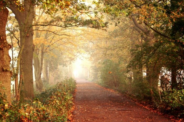 Strada tra gli alberi nella foresta