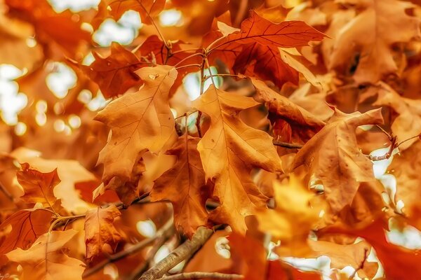 Hojas de otoño de color amarillo