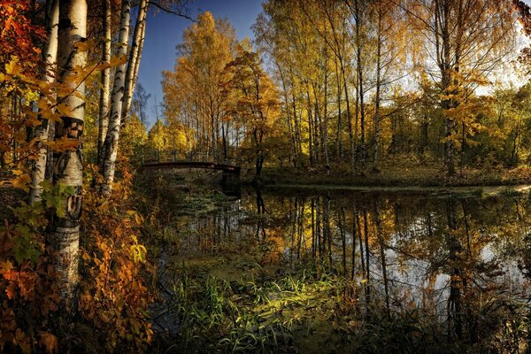 Осень на пруду с березами