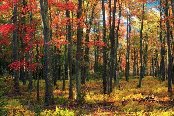 Dia de outono na floresta