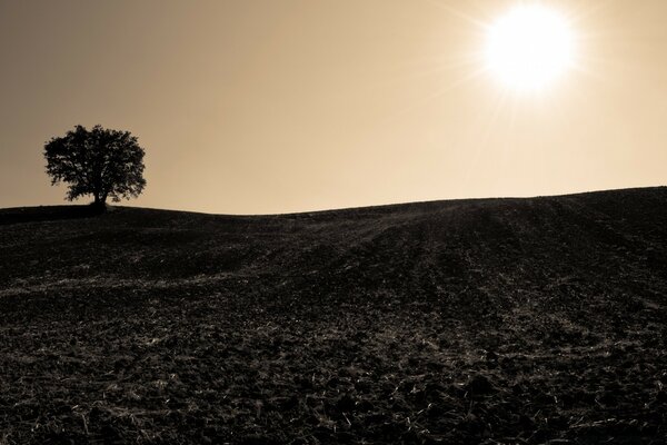 Dark fields and a tree in the distance against the background of the sun