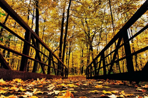 Feuille de bois arbre d automne