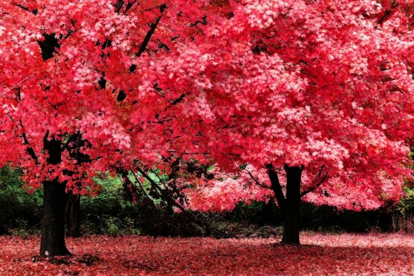 Natur im Herbst. Ahorn ist etwas wie eine Sakura