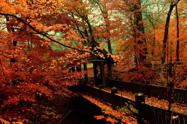 Herbstwald. Bäume trugen helle Outfits