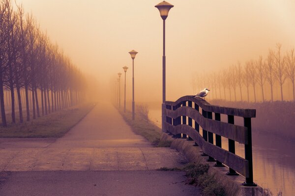 Nebliger Herbstweg im Morgengrauen