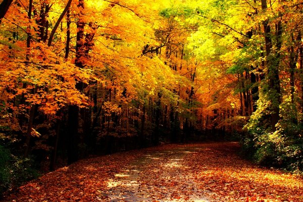 Die Herbstbäume stumpfen im Wald und sagen, sie lauben mit ihrem Laub