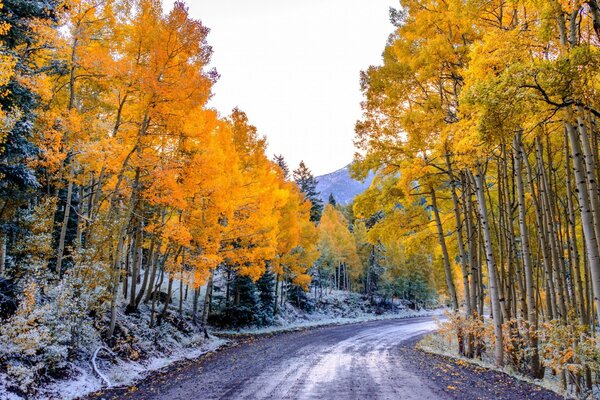 The road through the picturesque autumn forest