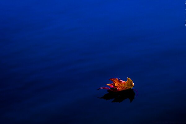 Ein Blatt, das im Ozean schwimmt