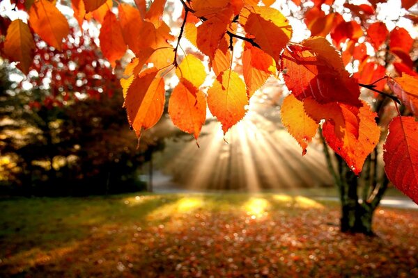 Sonnenstrahlen im Herbstbaum