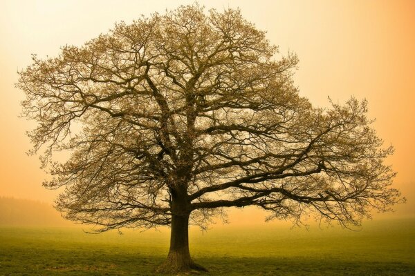 Baum Herbst Landschaft Dämmerung