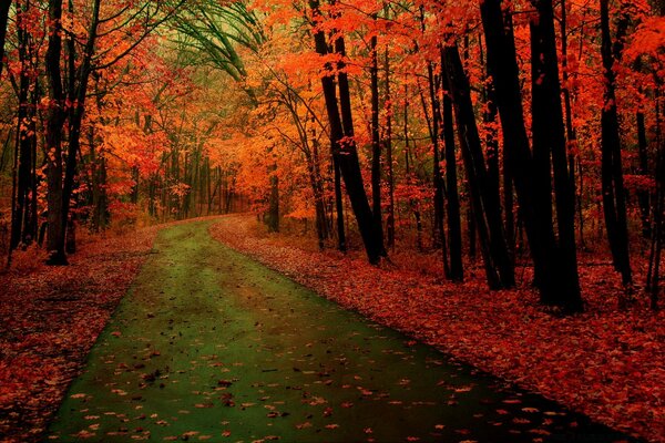 Autumn alley with red leaves on the ground