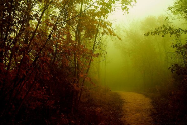 Fog envelops the evening forest