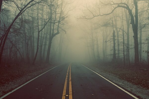 A road and trees in a foggy forest