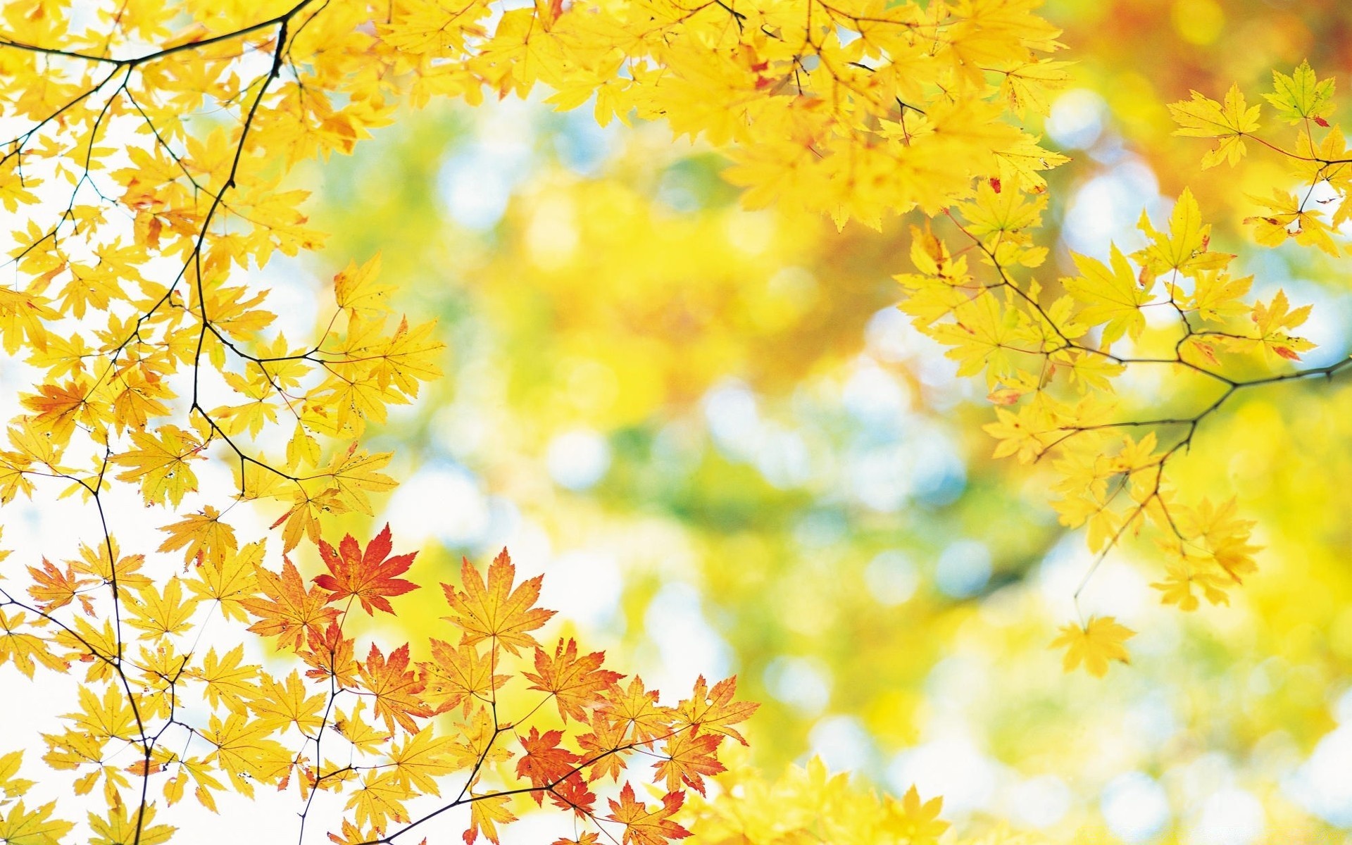 秋天 自然 叶子 季节 明亮 植物群 秋天 夏天 好天气 公园 树枝 花 颜色 枫树 树 生长 太阳 阳光 花园 特写